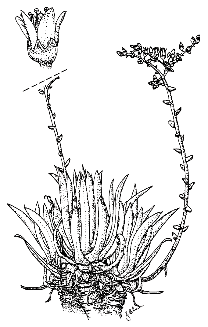 Dudleya traskiae