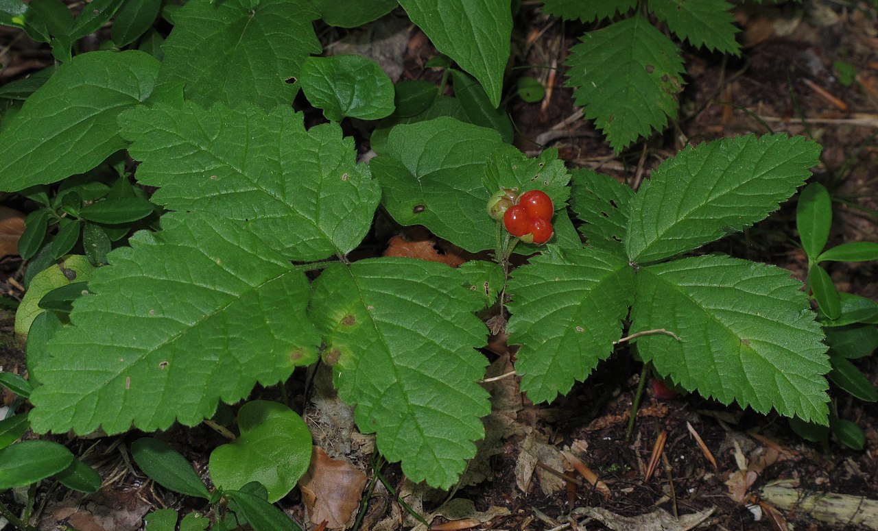 Rubus saxatilis