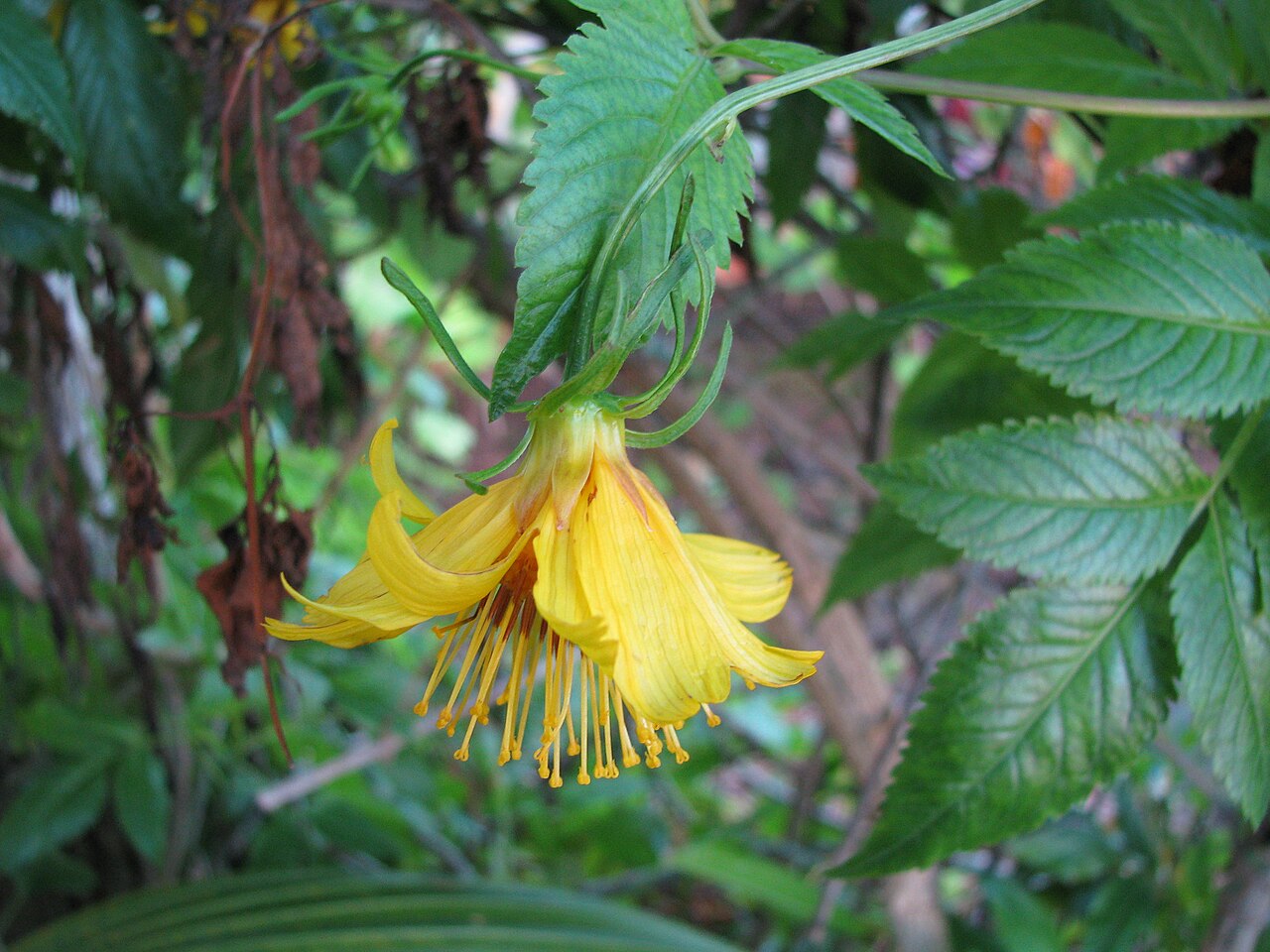 Cosmosflower beggarticks