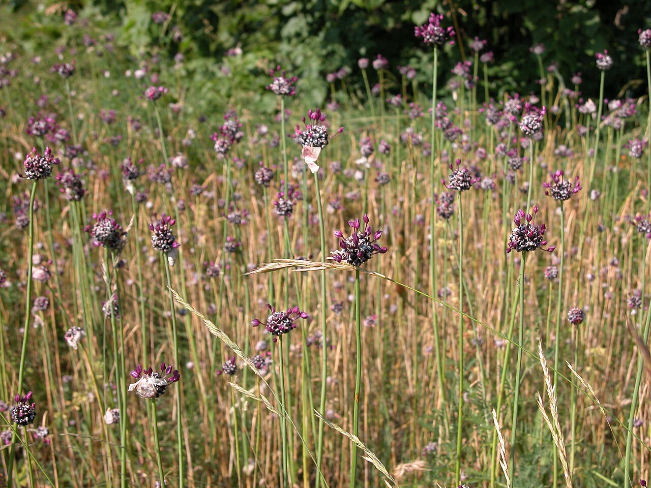 Allium scorodoprasum