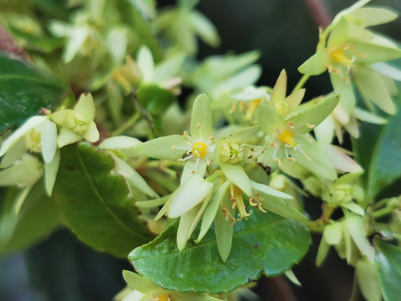 Gum vine