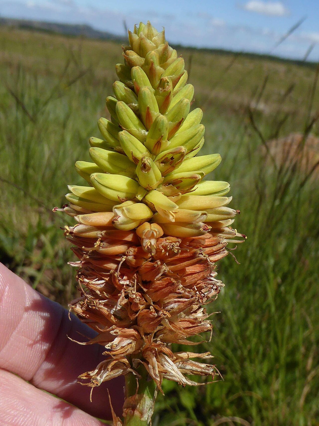 Aloe modesta