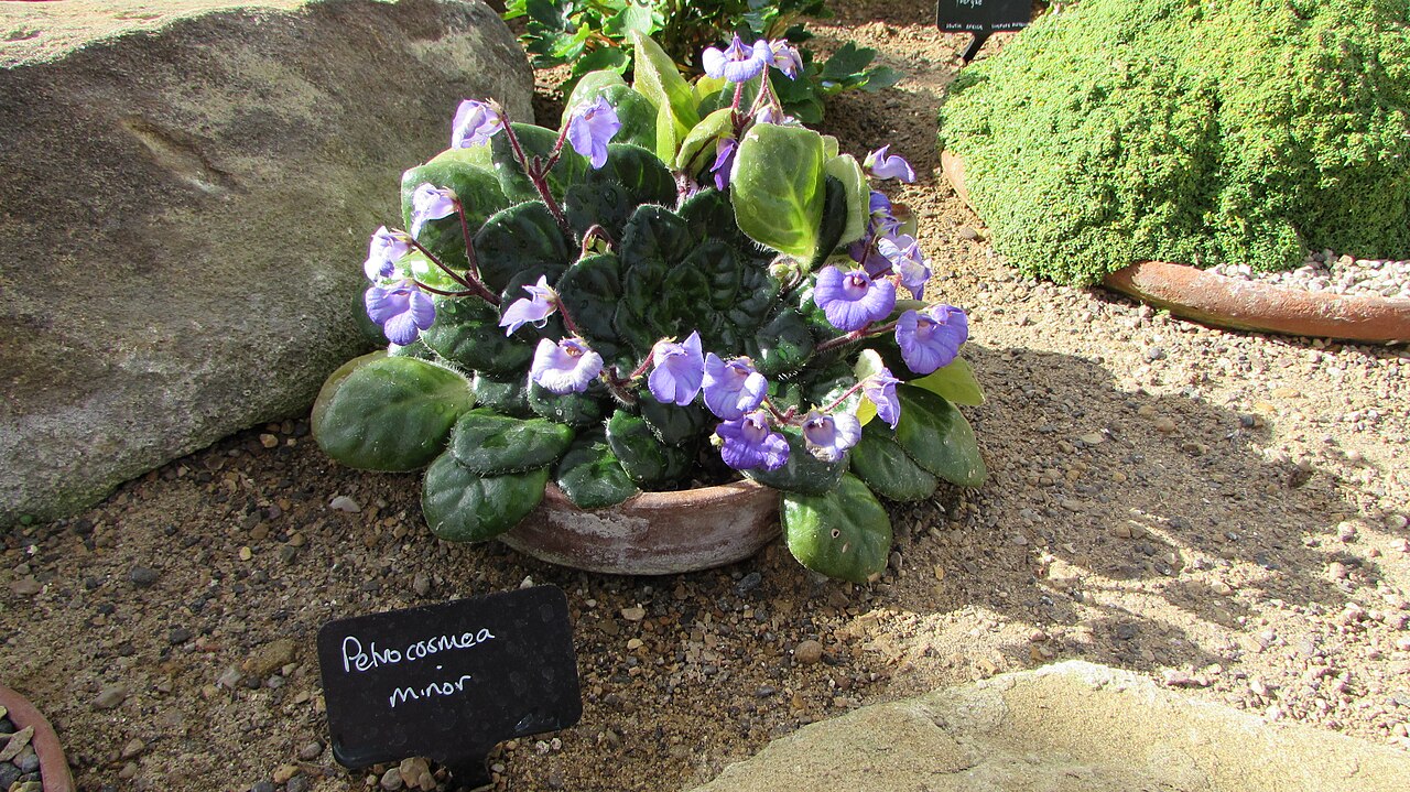 Petrocosmea minor