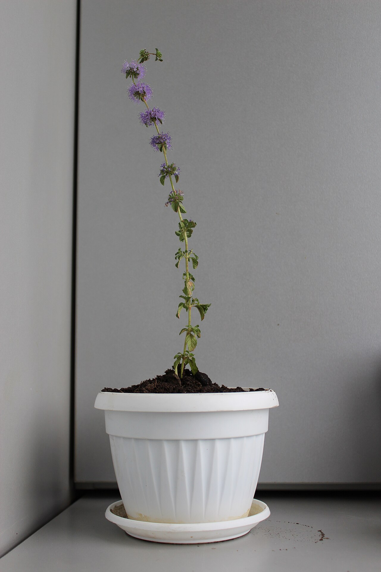 Mentha pulegium