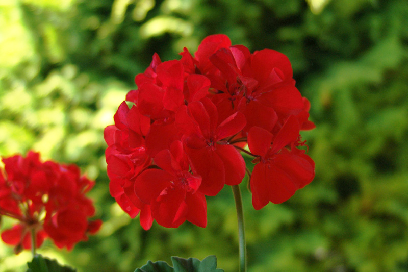 Pelargonium hortorum