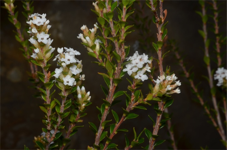 Epacris curtisiae