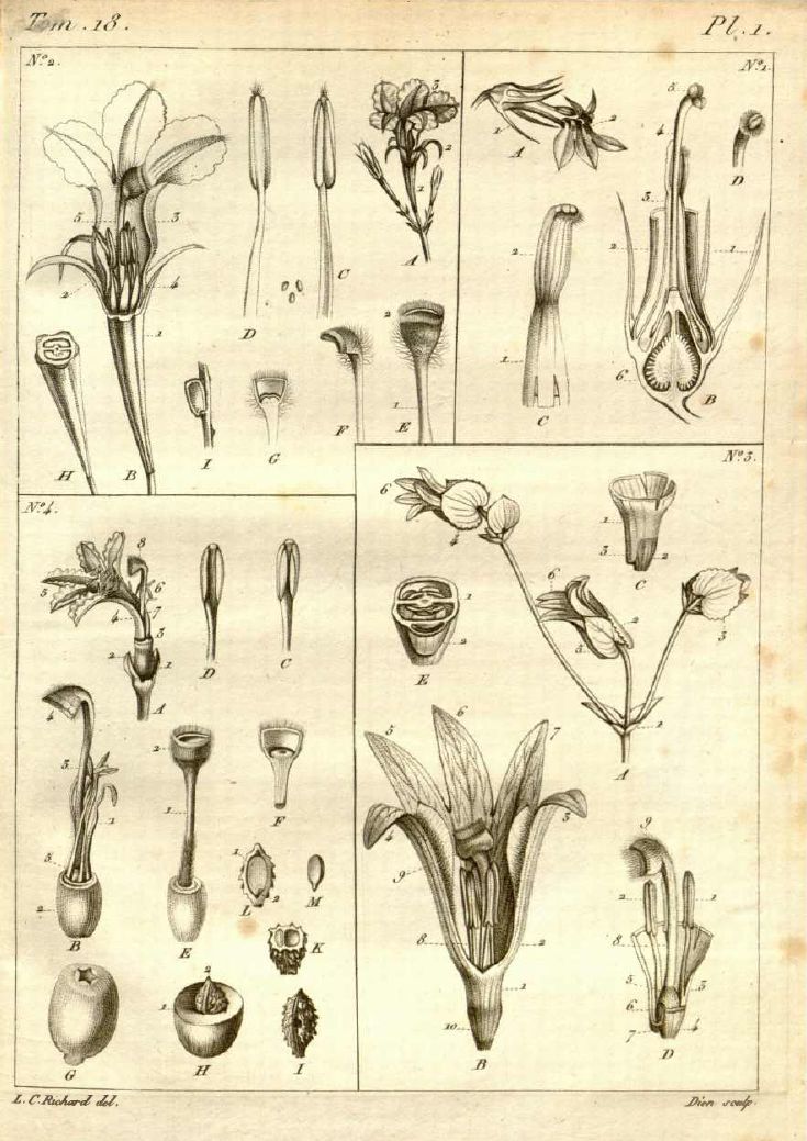 Lobelia amoena