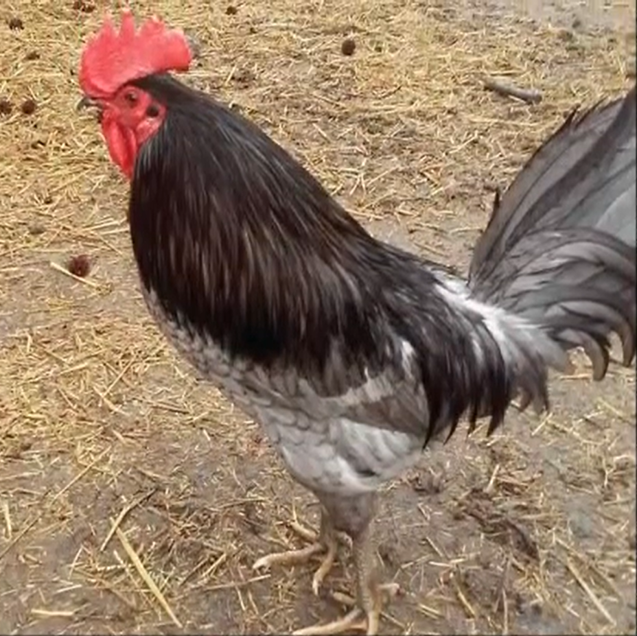 Blue Hen of Delaware