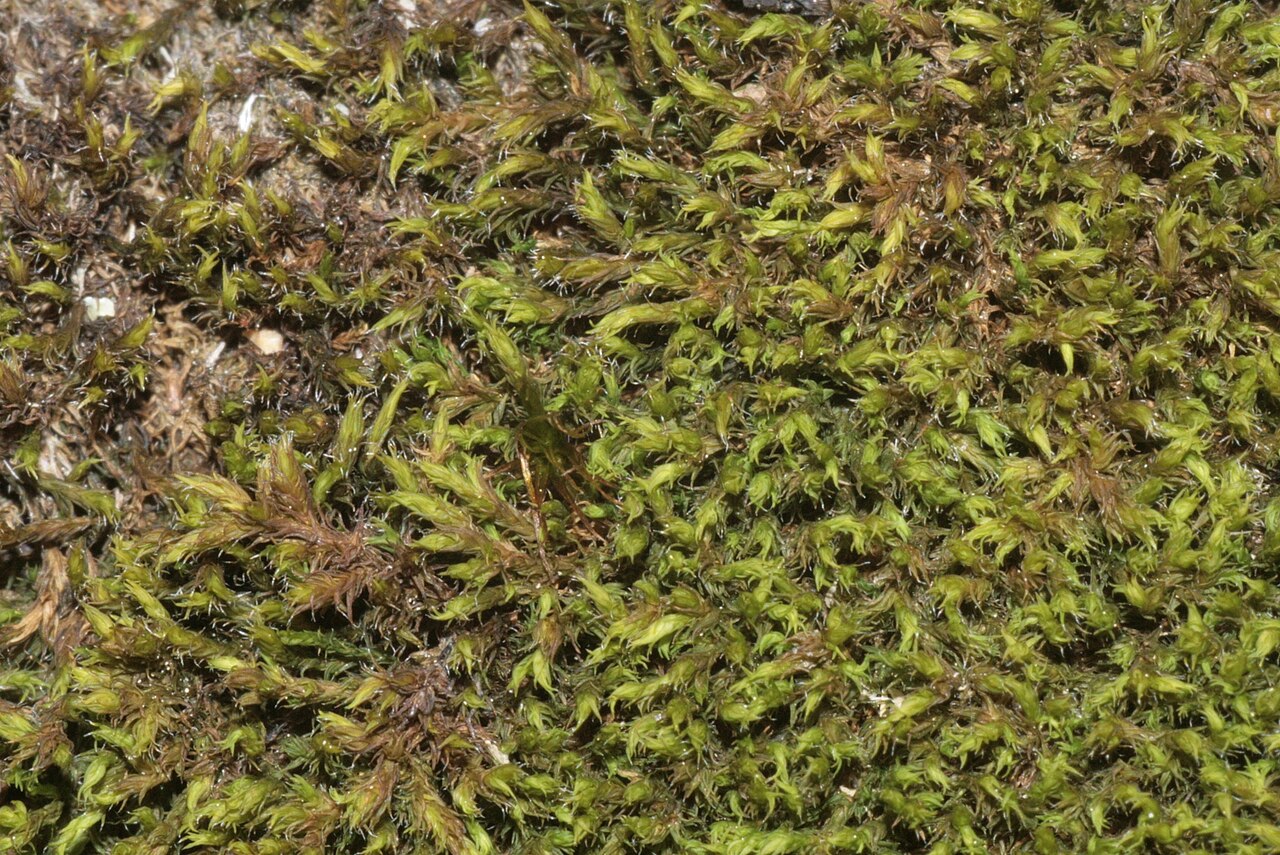 Bucklandiella microcarpa