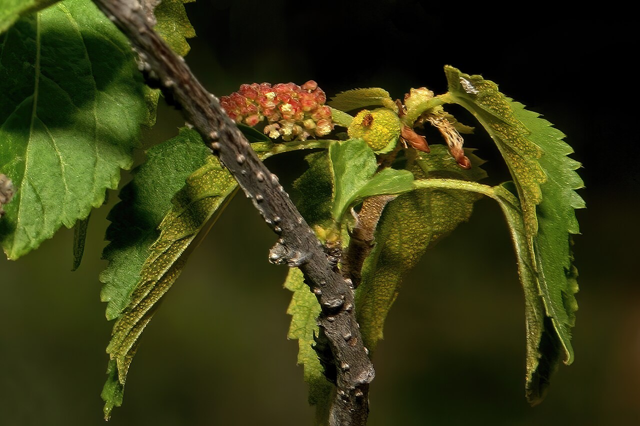 Acalypha fruticosa