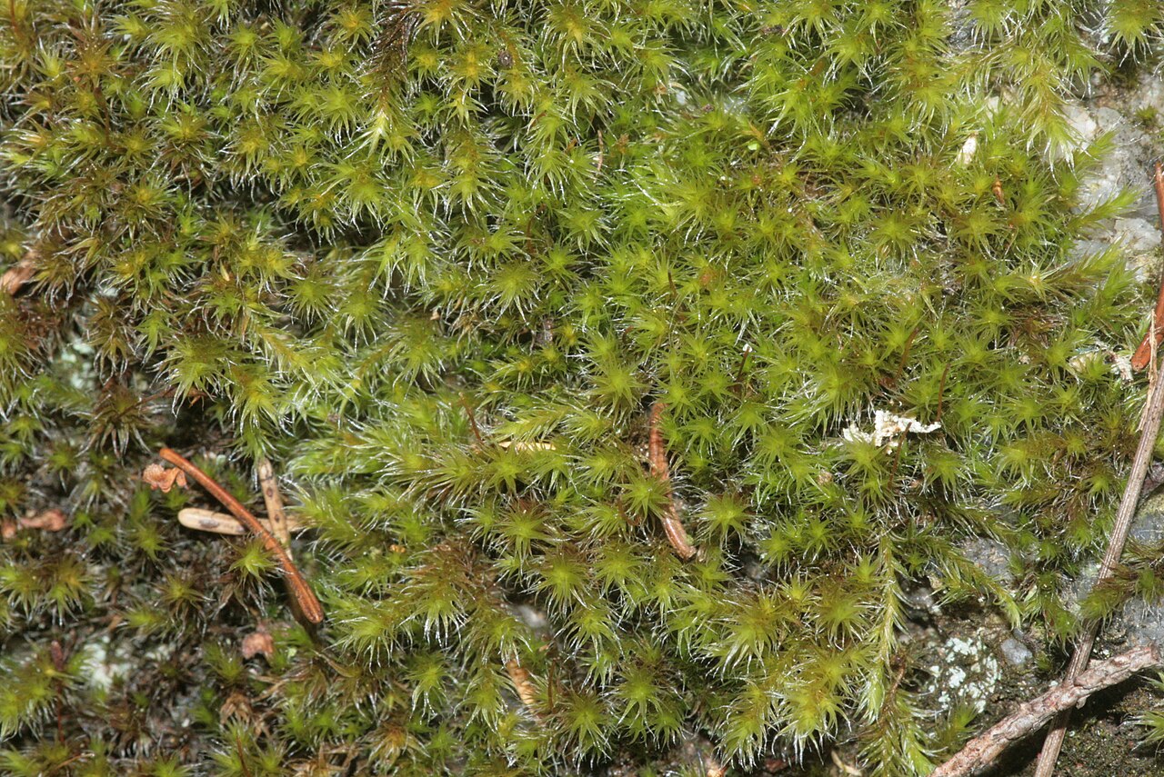 Bucklandiella heterosticha