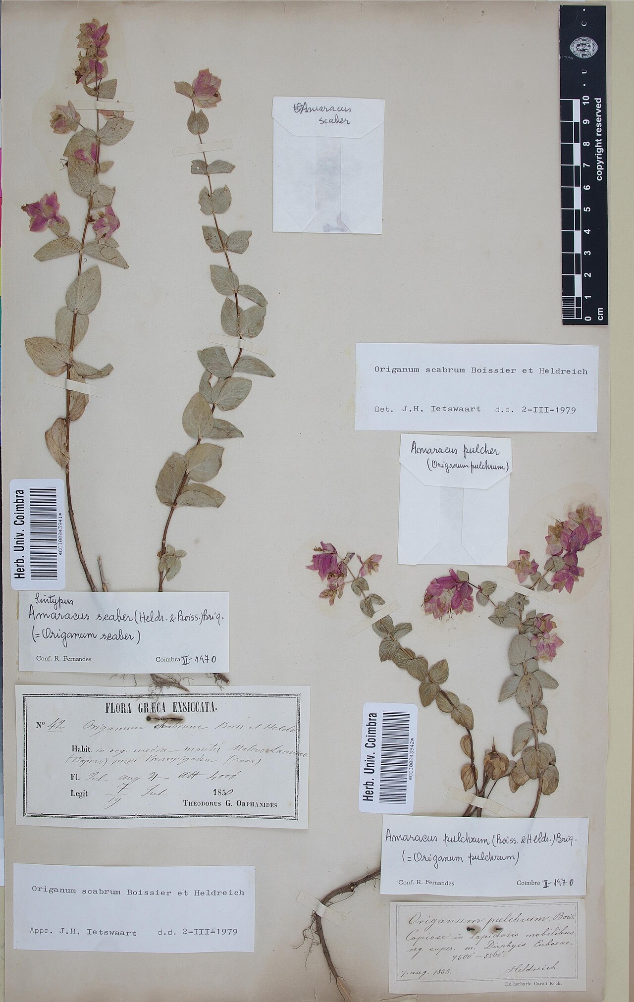Origanum scabrum