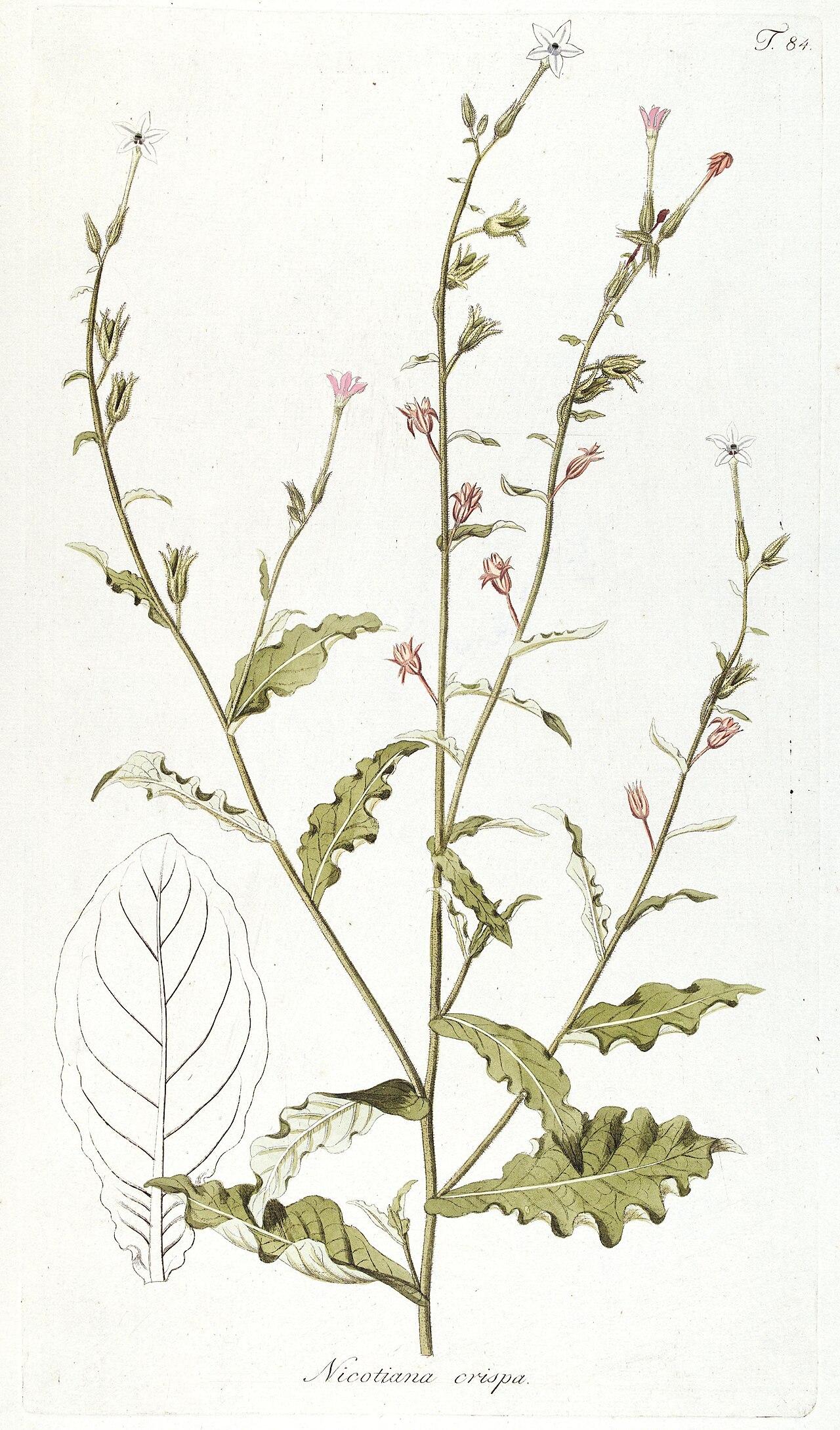 Nicotiana plumbaginifolia
