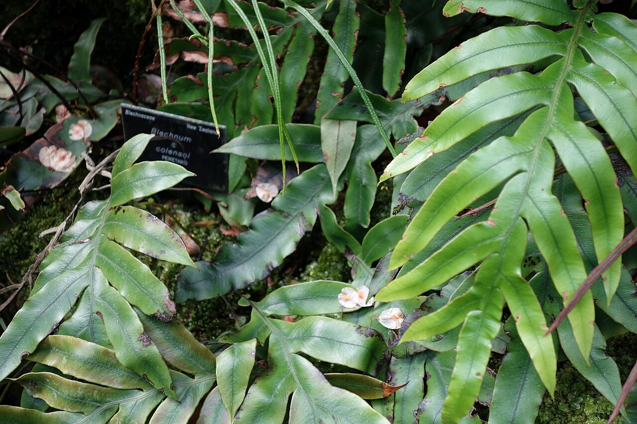 Austroblechnum colensoi