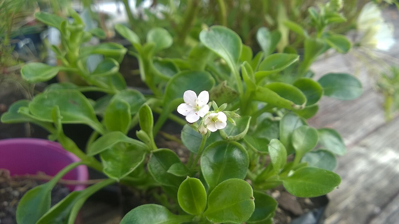 Myosotis petiolata
