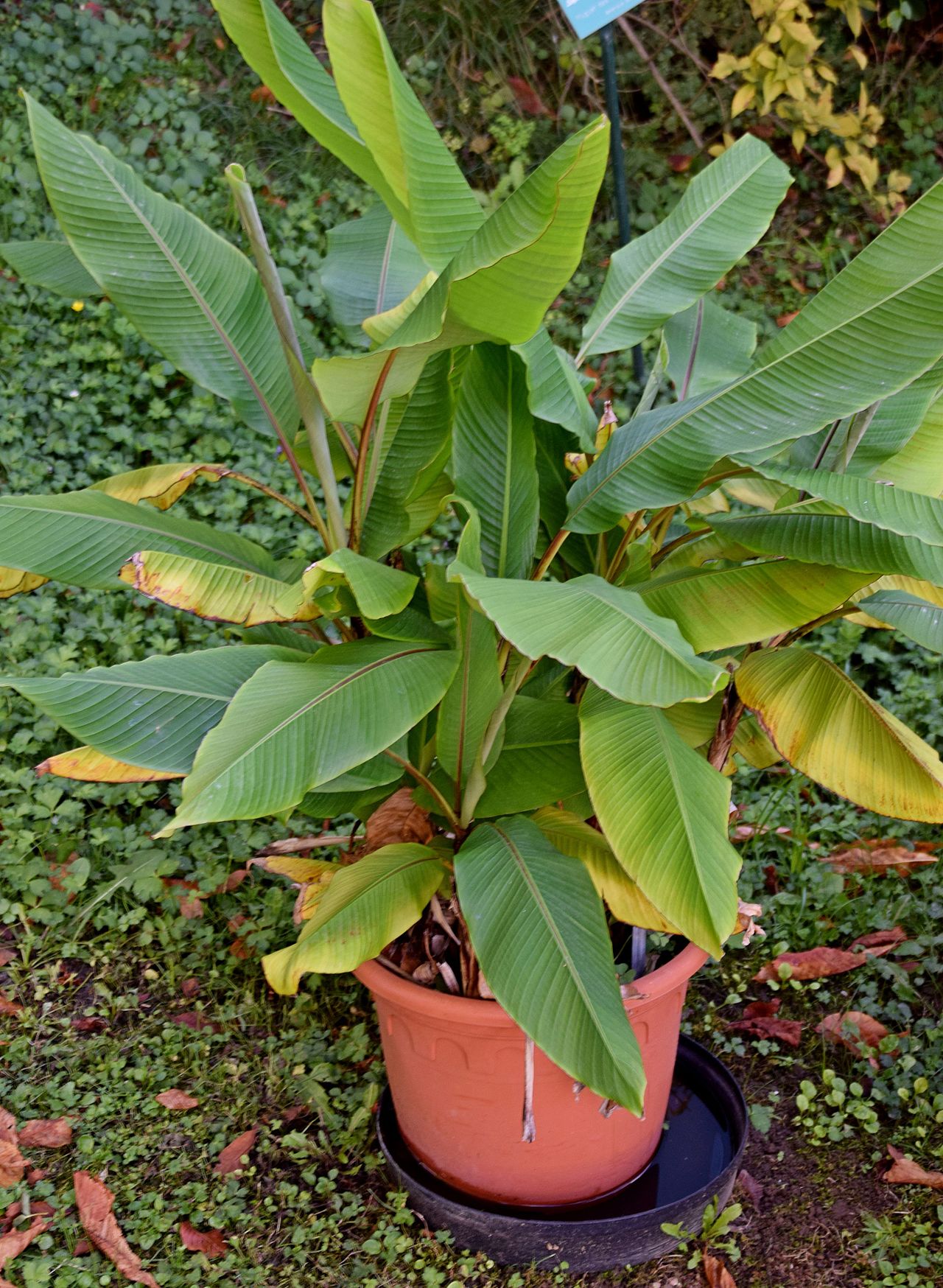 Musa textilis