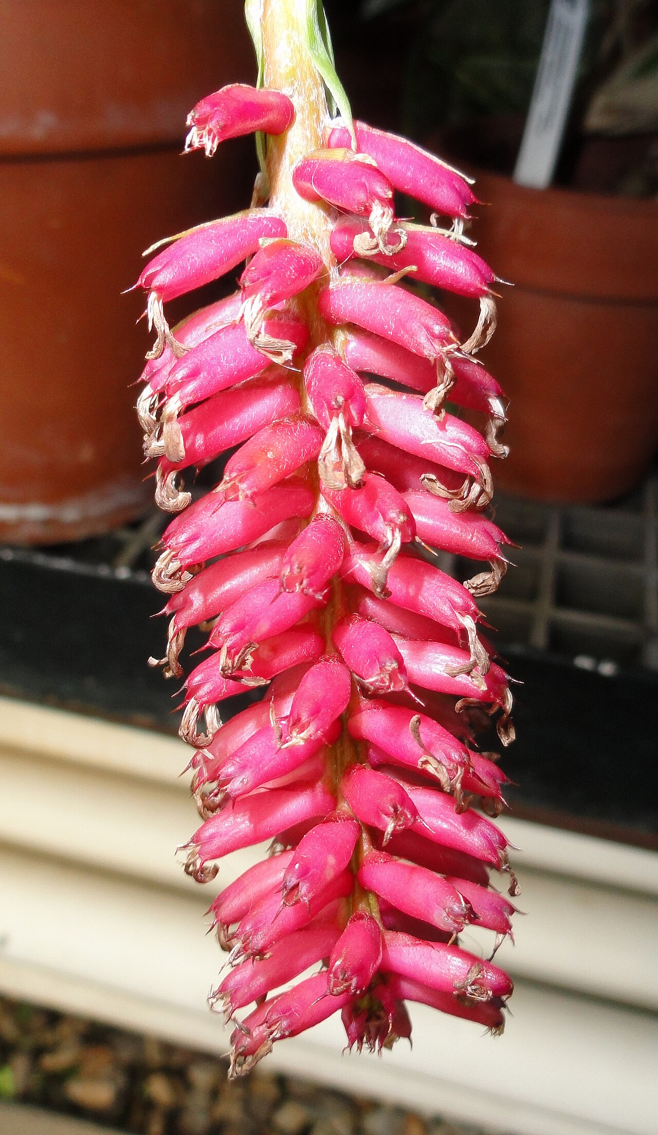 Aechmea cylindrata