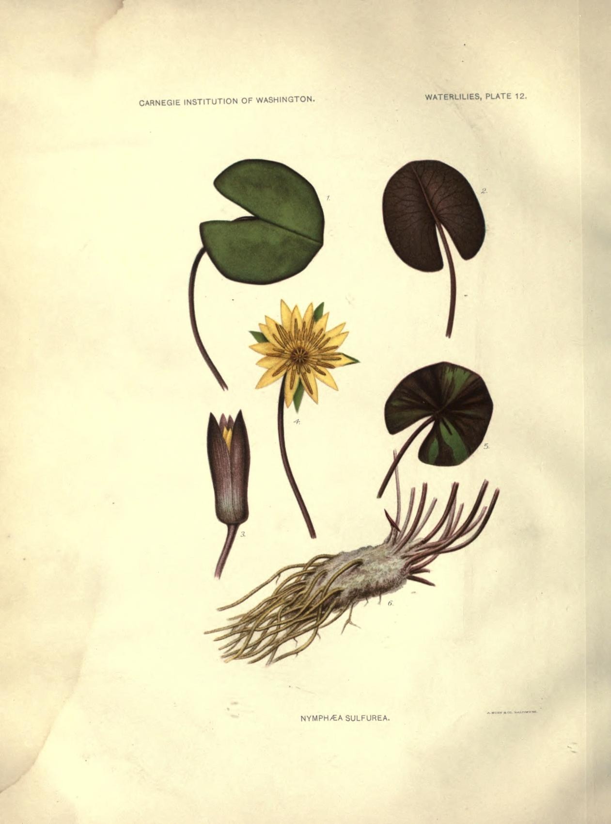 Nymphaea sulphurea