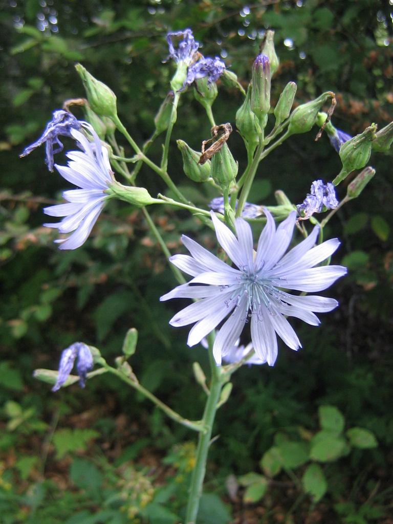 Cicerbita plumieri
