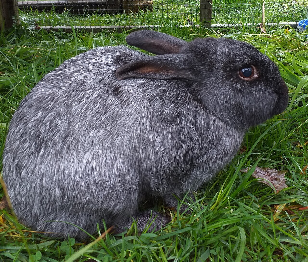 Enderby Island Rabbit