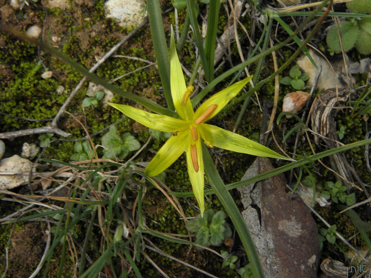 Gagea commutata