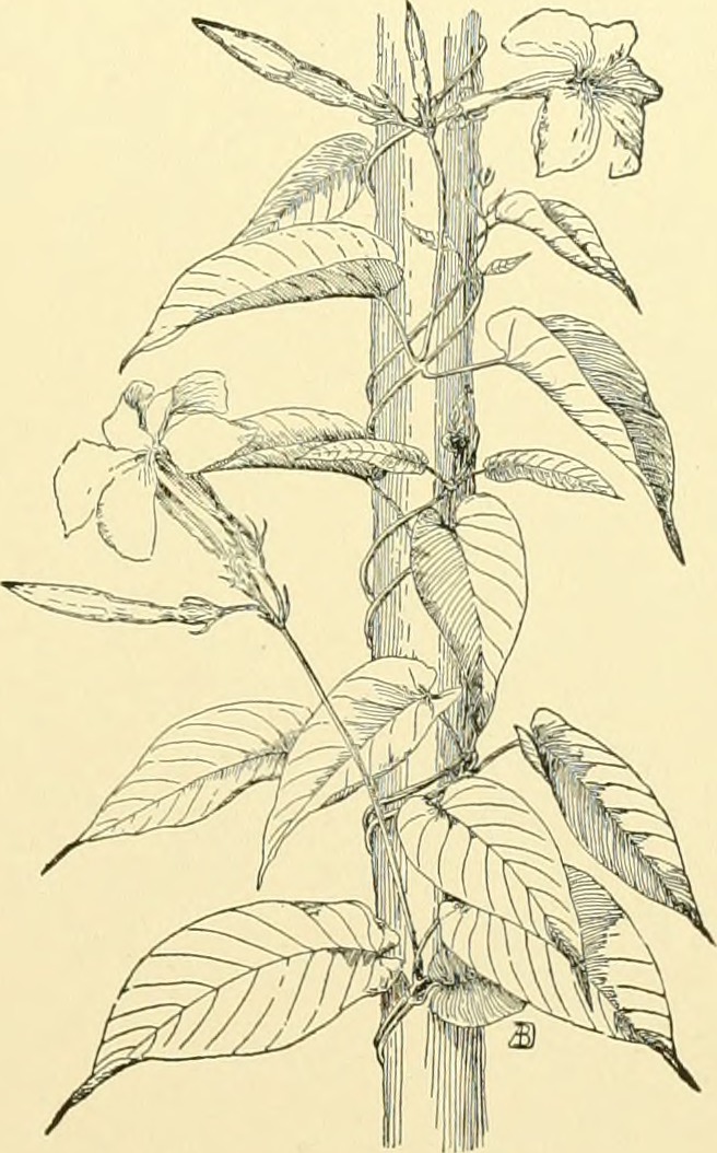 Mandevilla speciosa