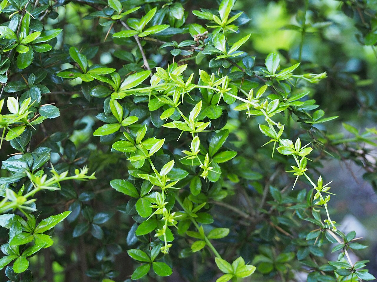 Berberis candidula
