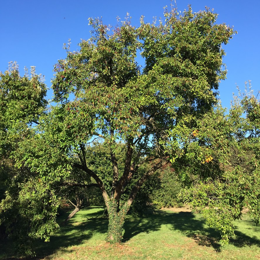 Malus mandshurica