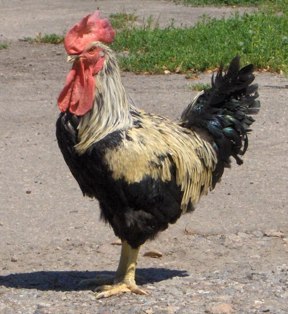 Yurlov Crower