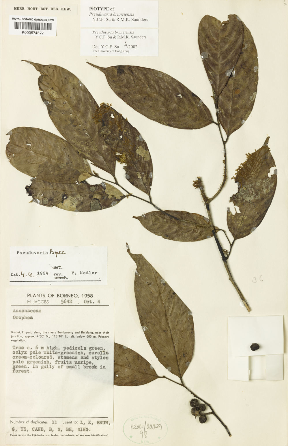 Pseuduvaria bruneiensis