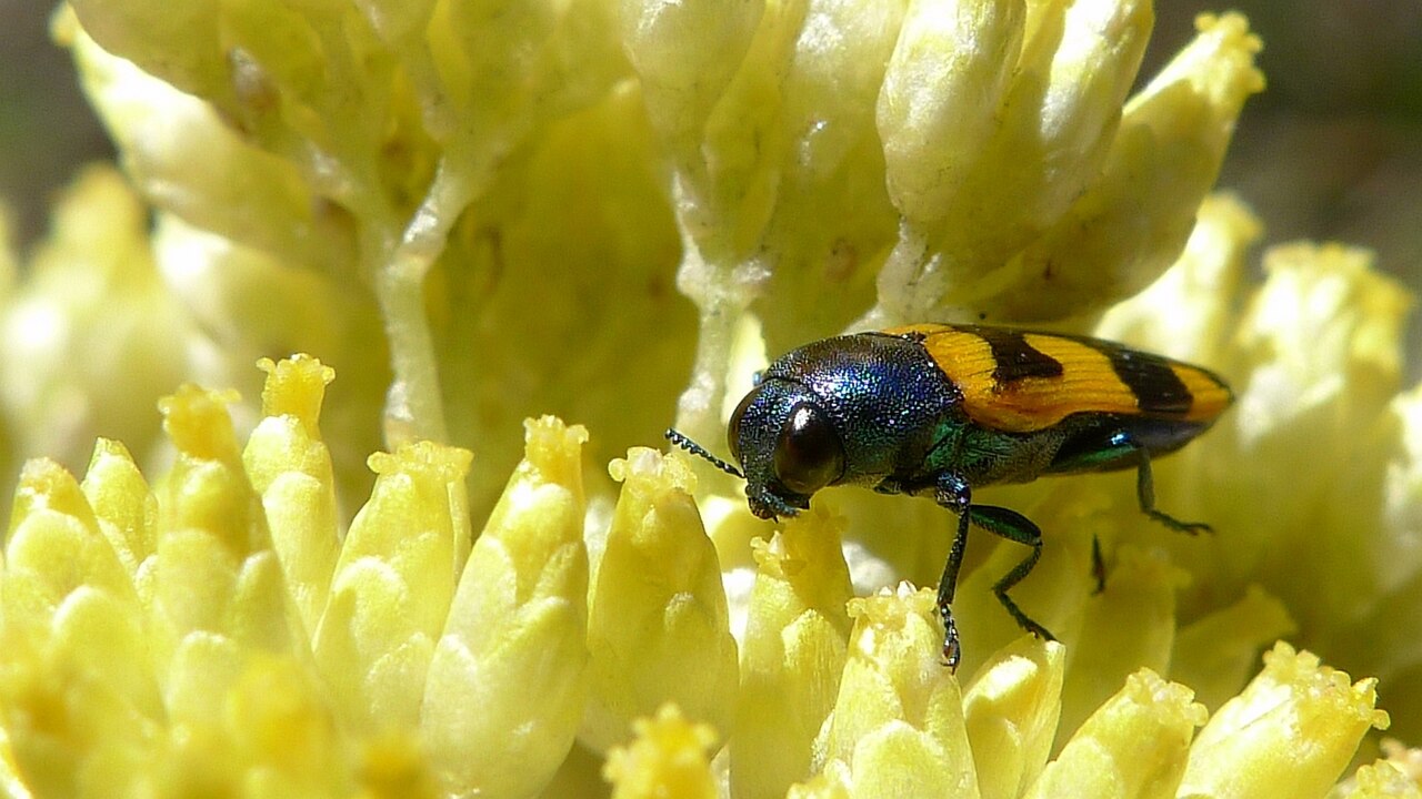 Cassinia aureonitens
