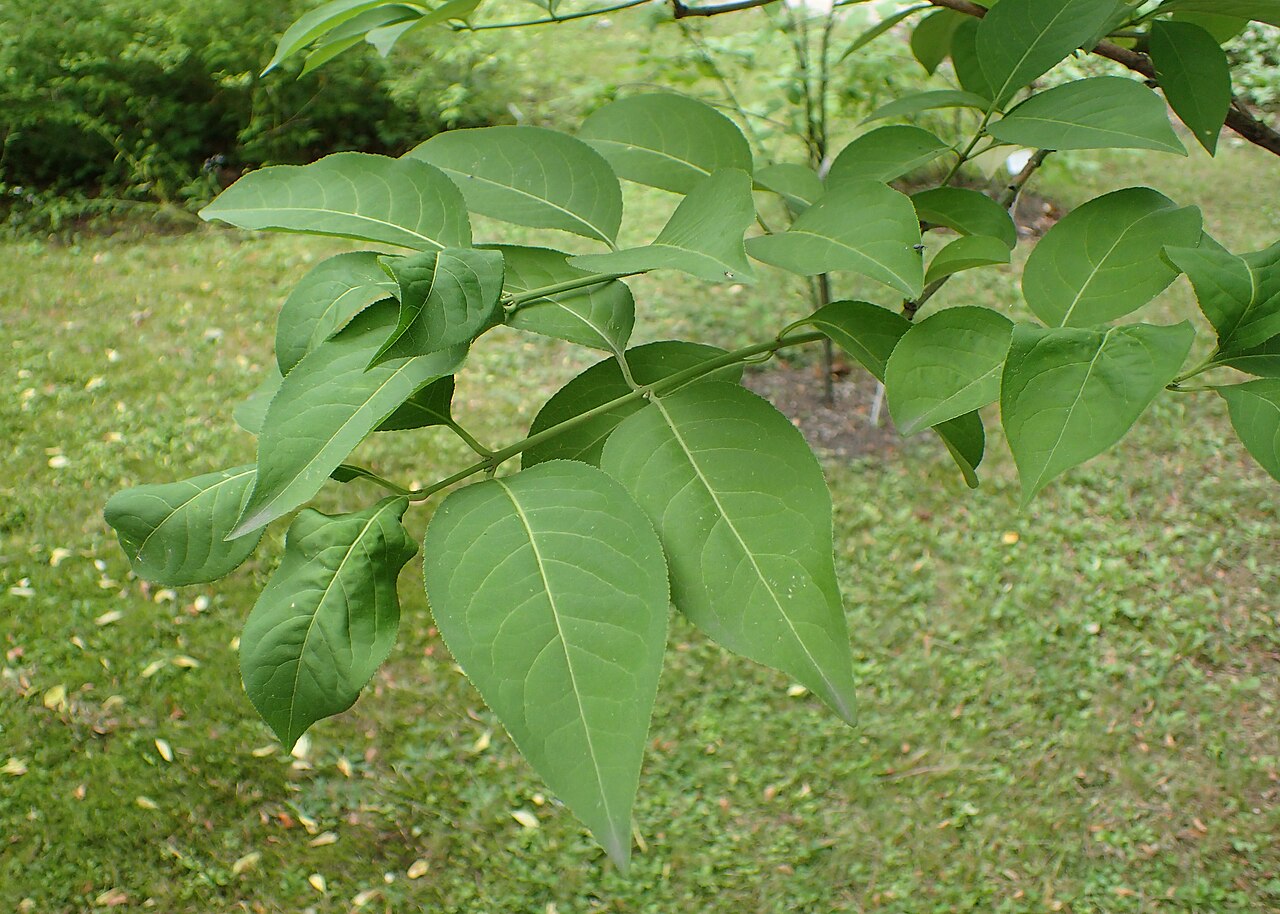 Euonymus vidalii