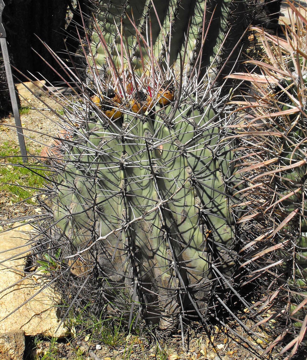 Ferocactus emoryi