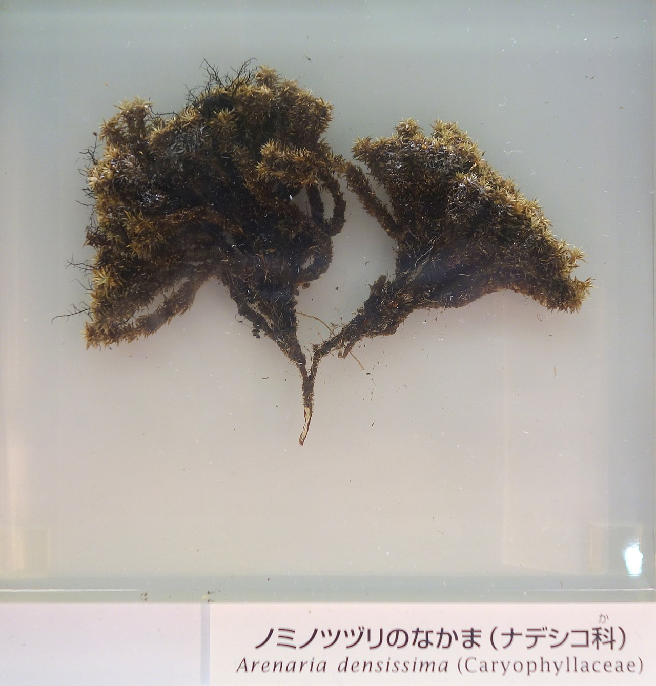 Arenaria polytrichoides