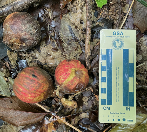 Guarea macropetala