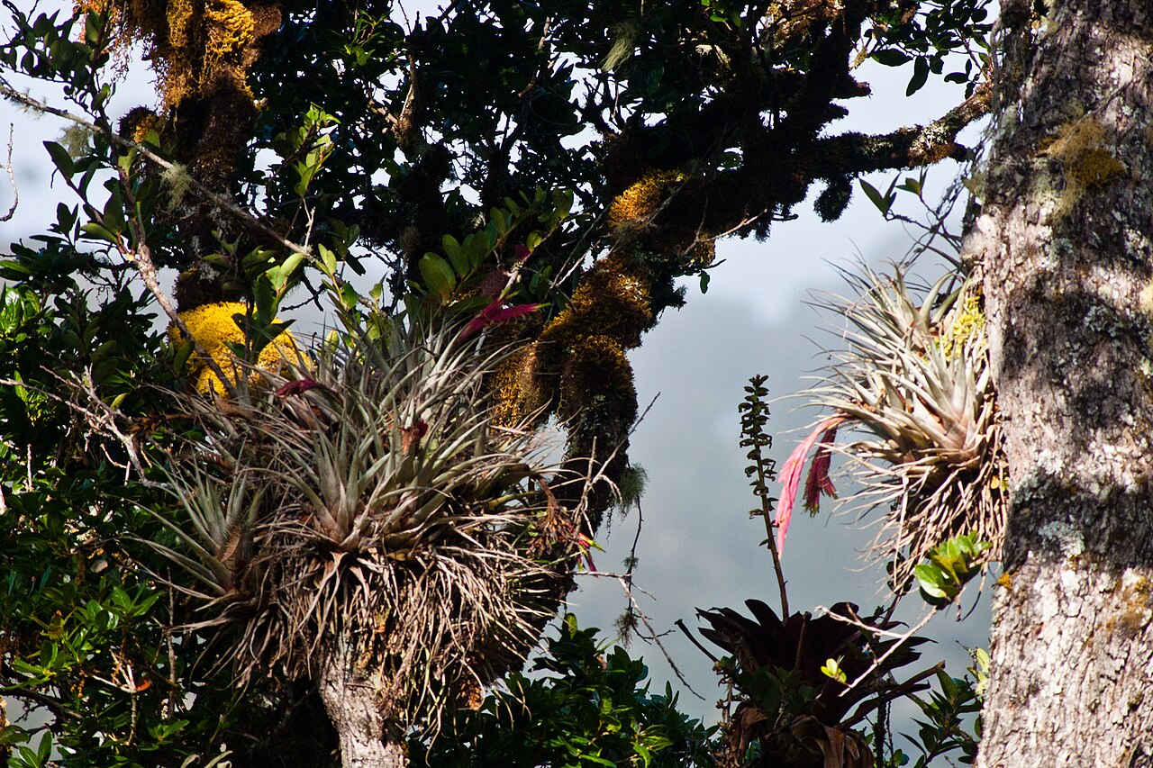 Vriesea castaneobulbosa