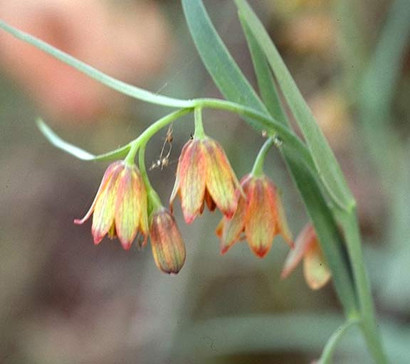 Butte County fritillary or Eastwood's fr