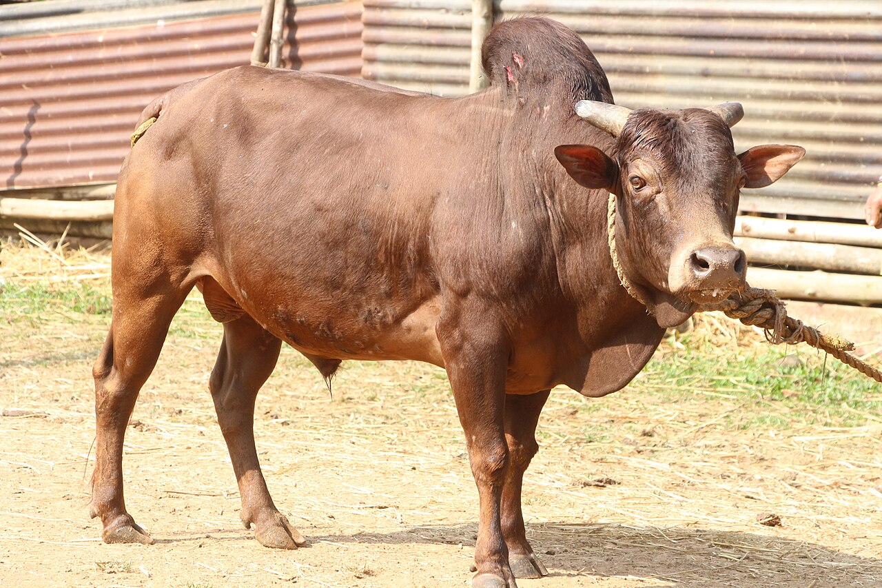 Malnad Gidda