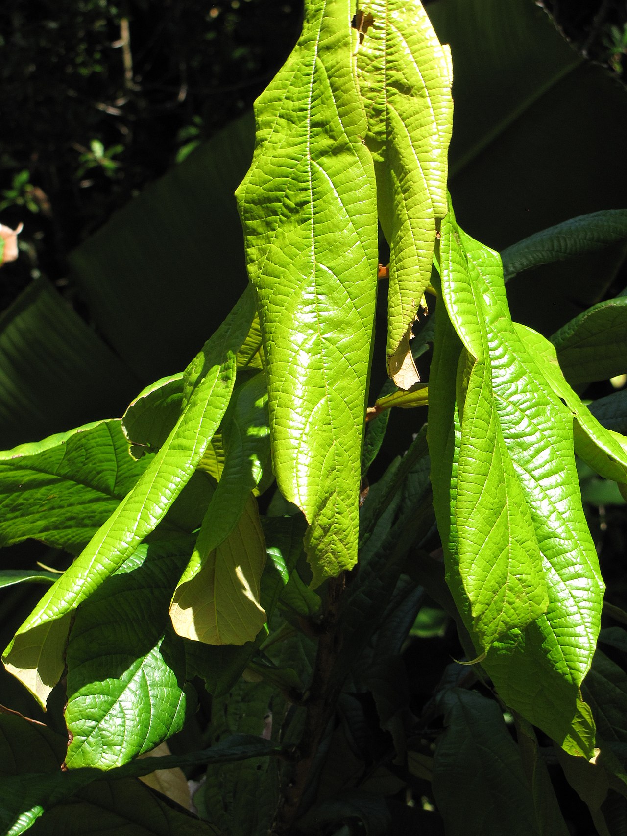 Theobroma grandiflorum