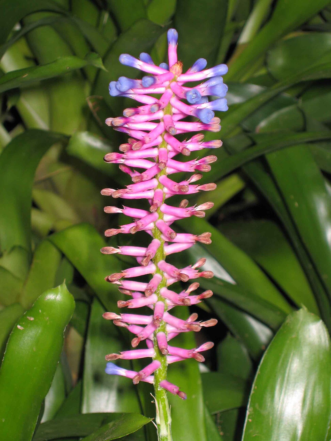 Billbergia euphemiae
