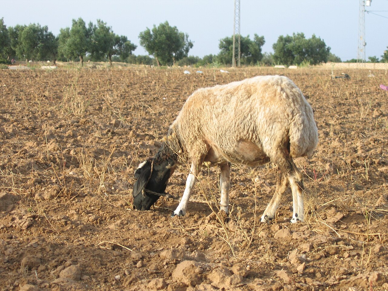 Tunisian Barbarin