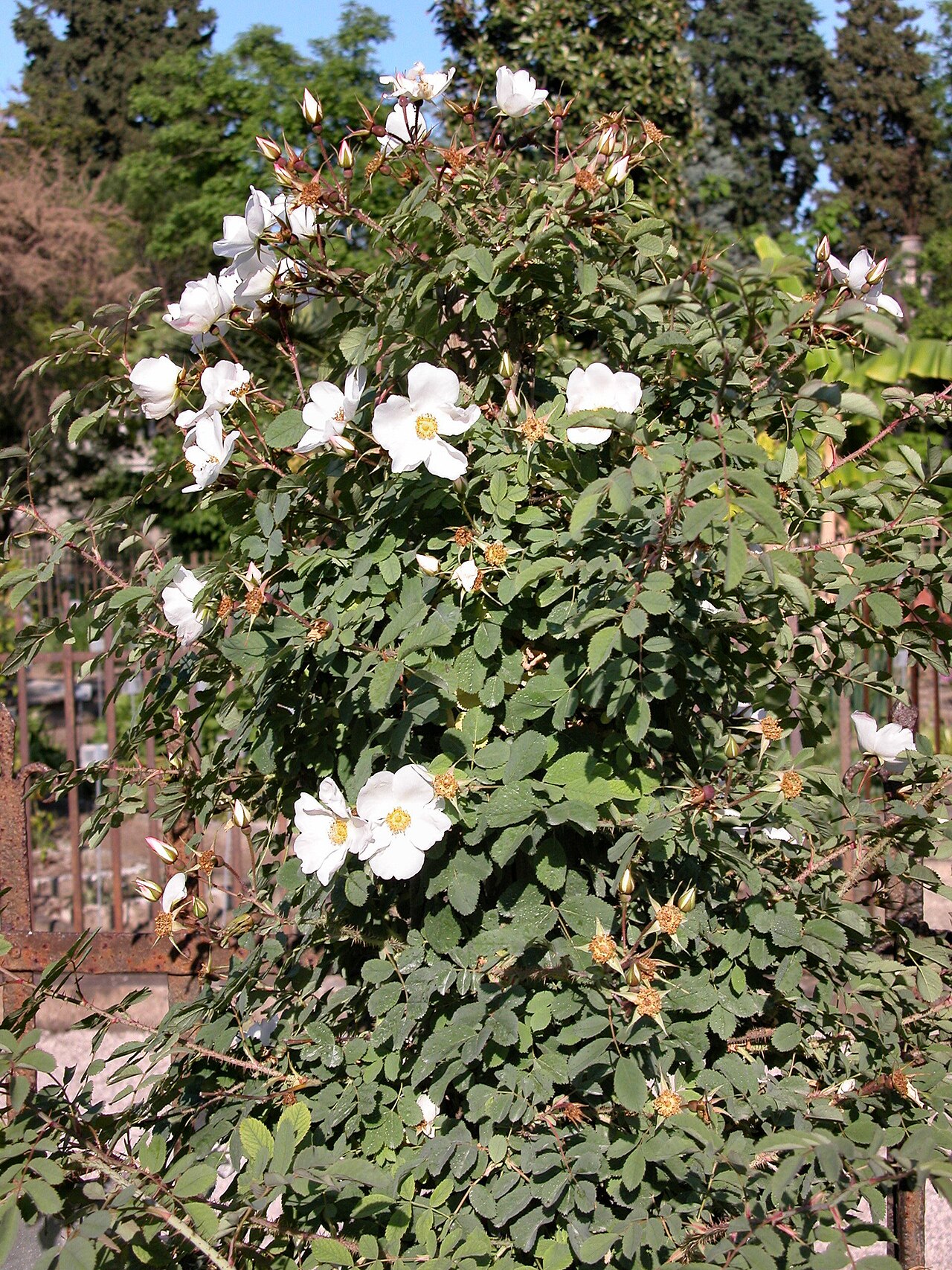 Rosa majalis