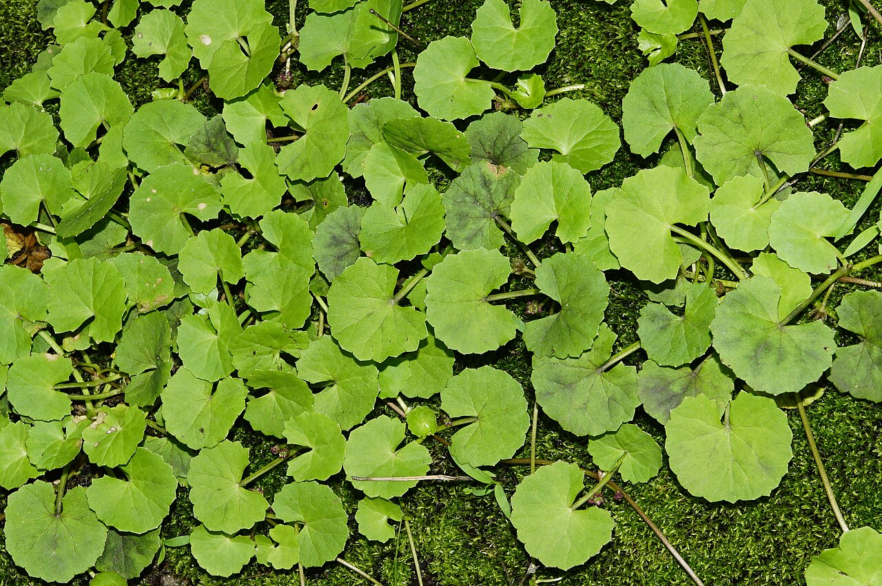 Indian pennywort