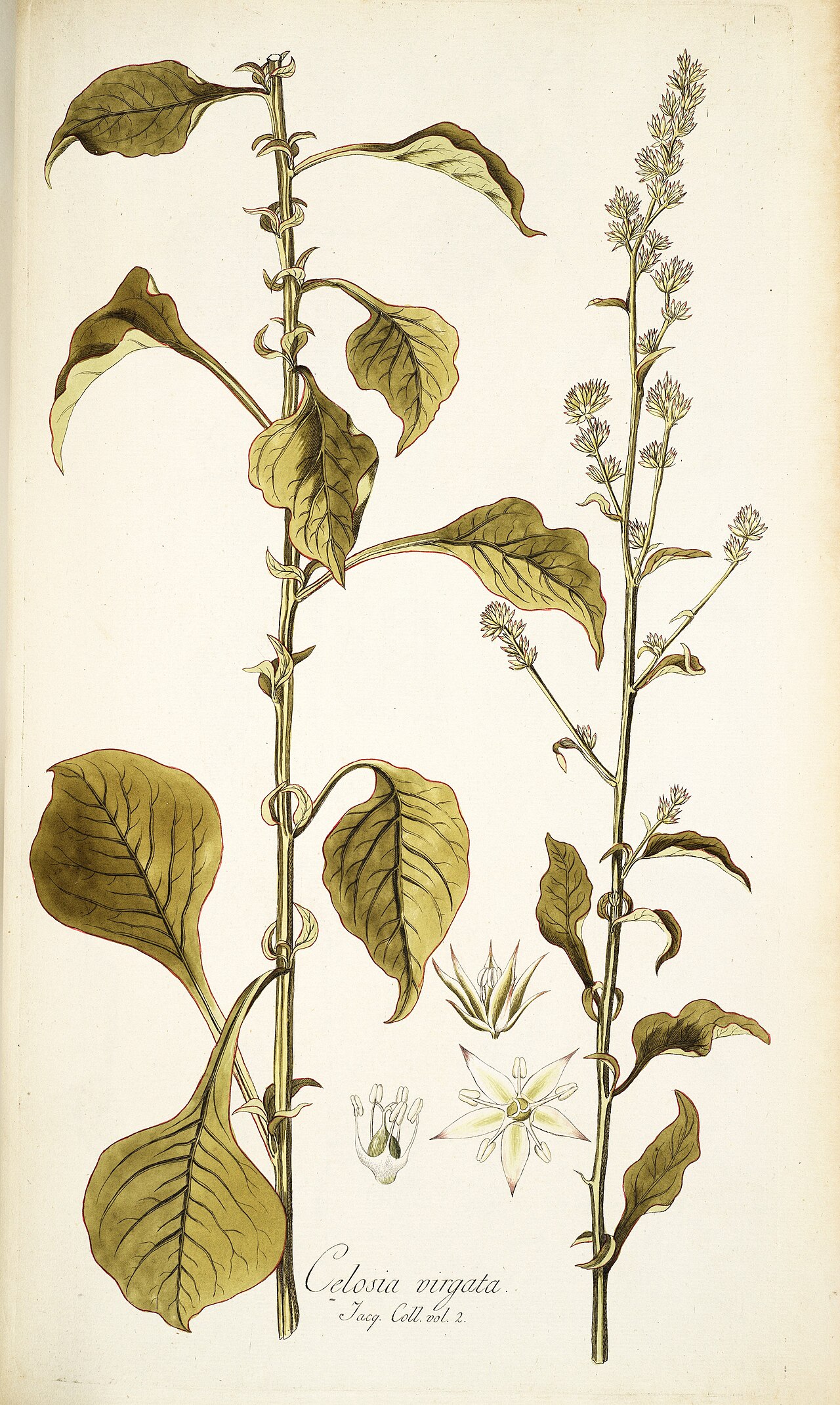 Celosia virgata