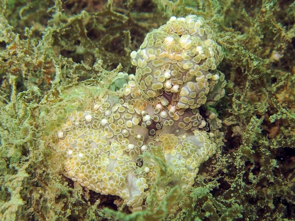 Alicia sansibarensis