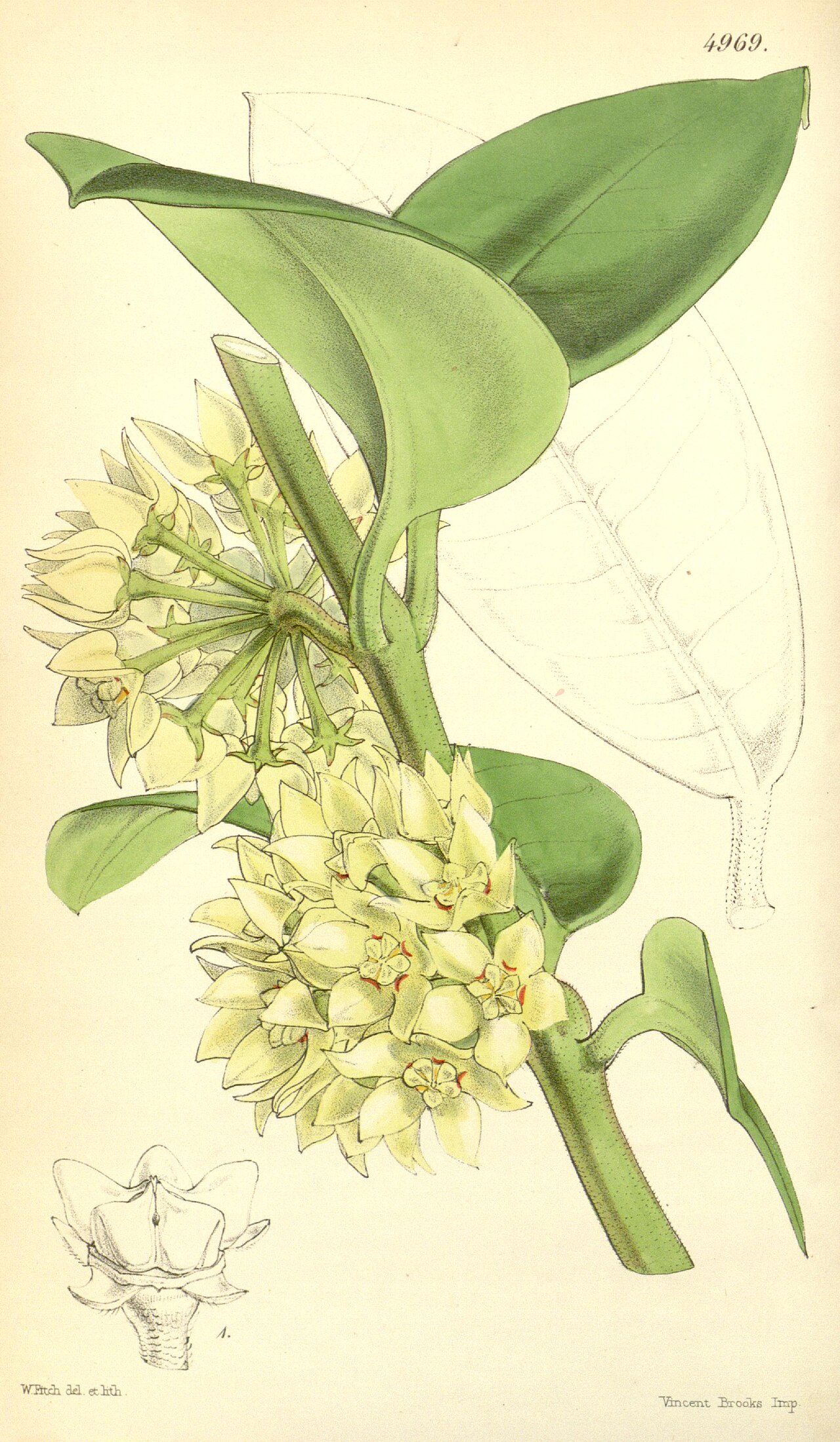 Eriostemma coronaria