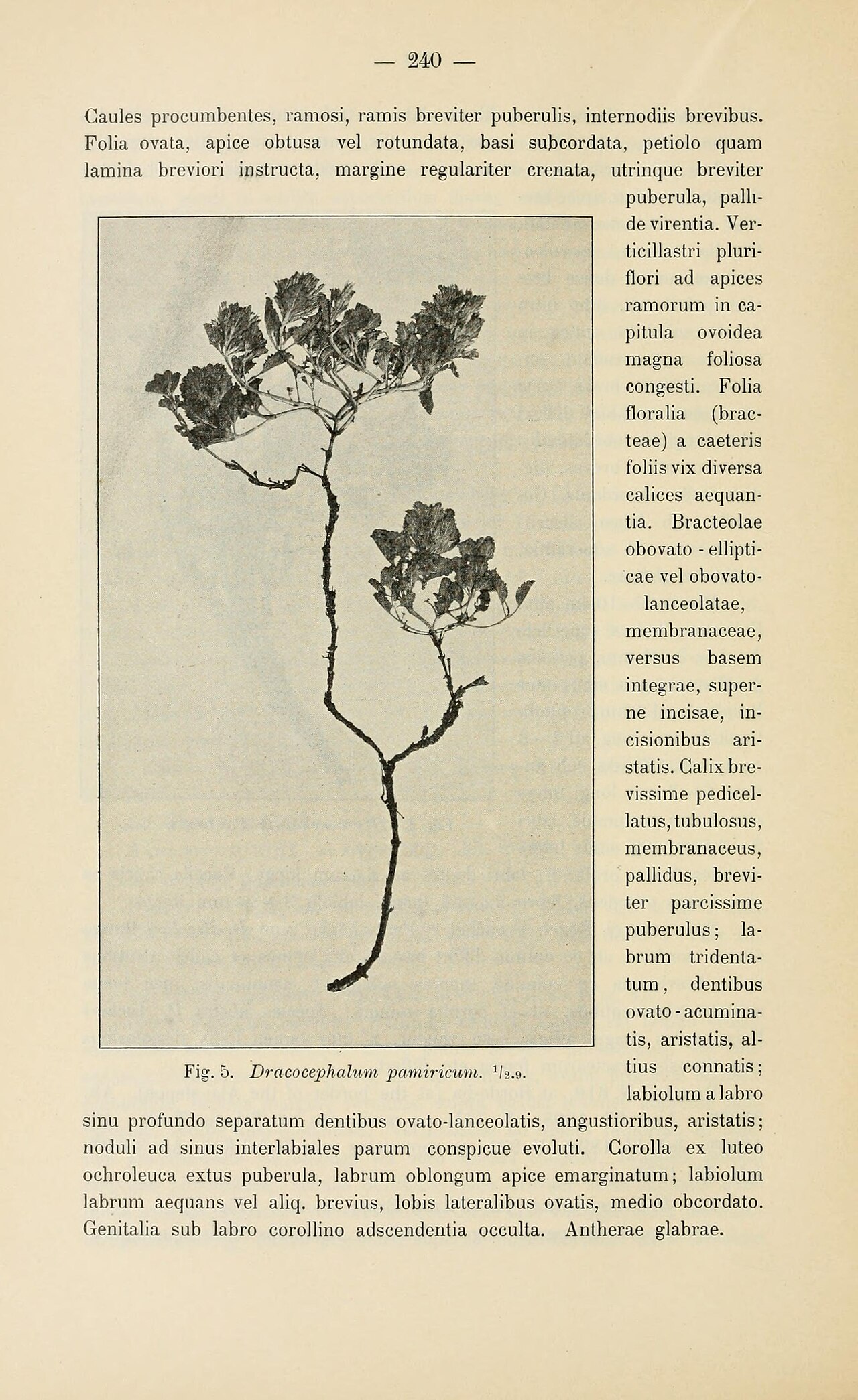 Dracocephalum heterophyllum