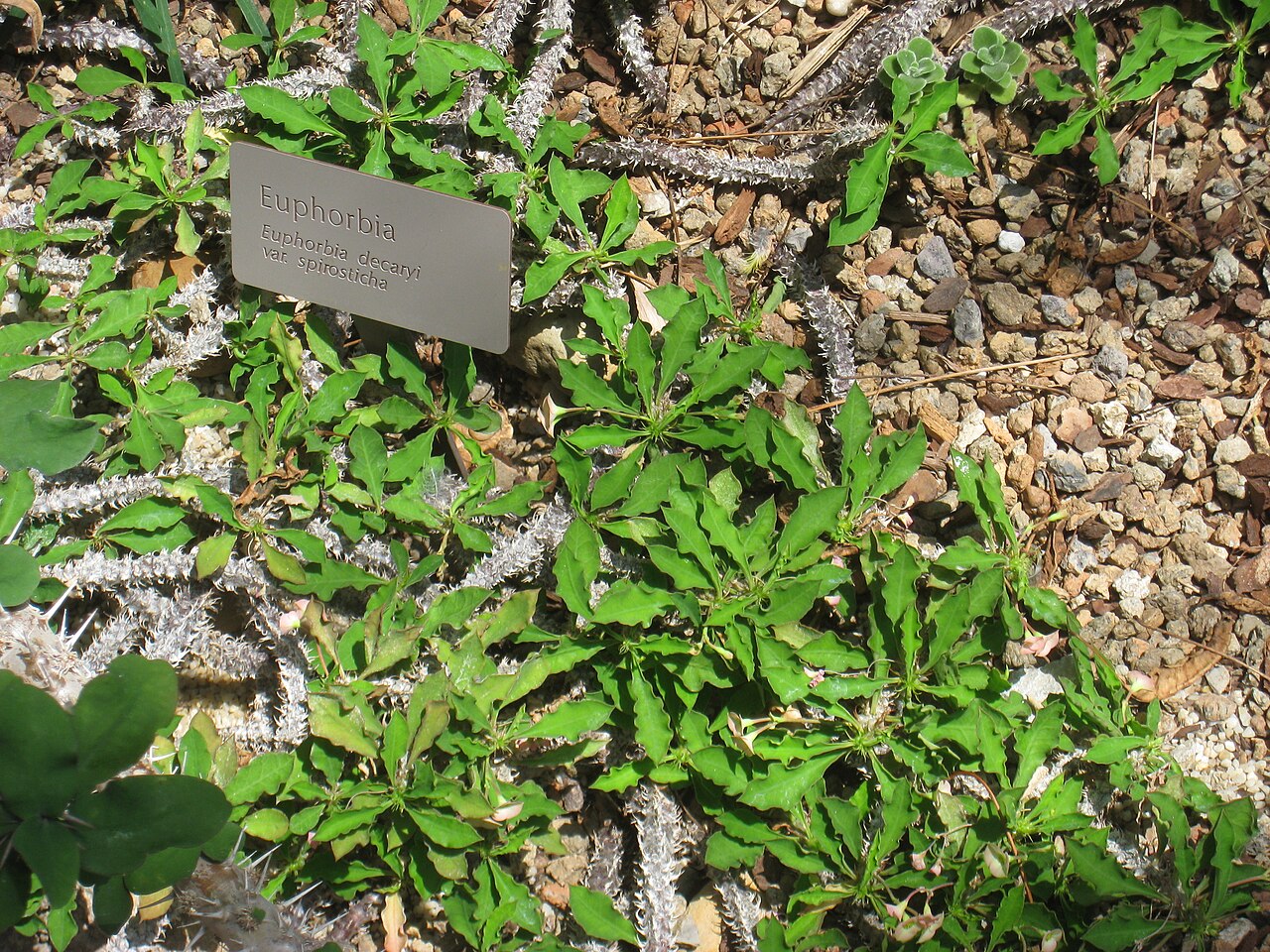 Euphorbia boiteaui