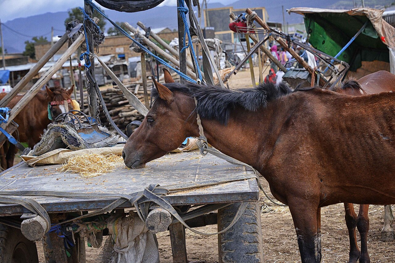 Abyssinian horse