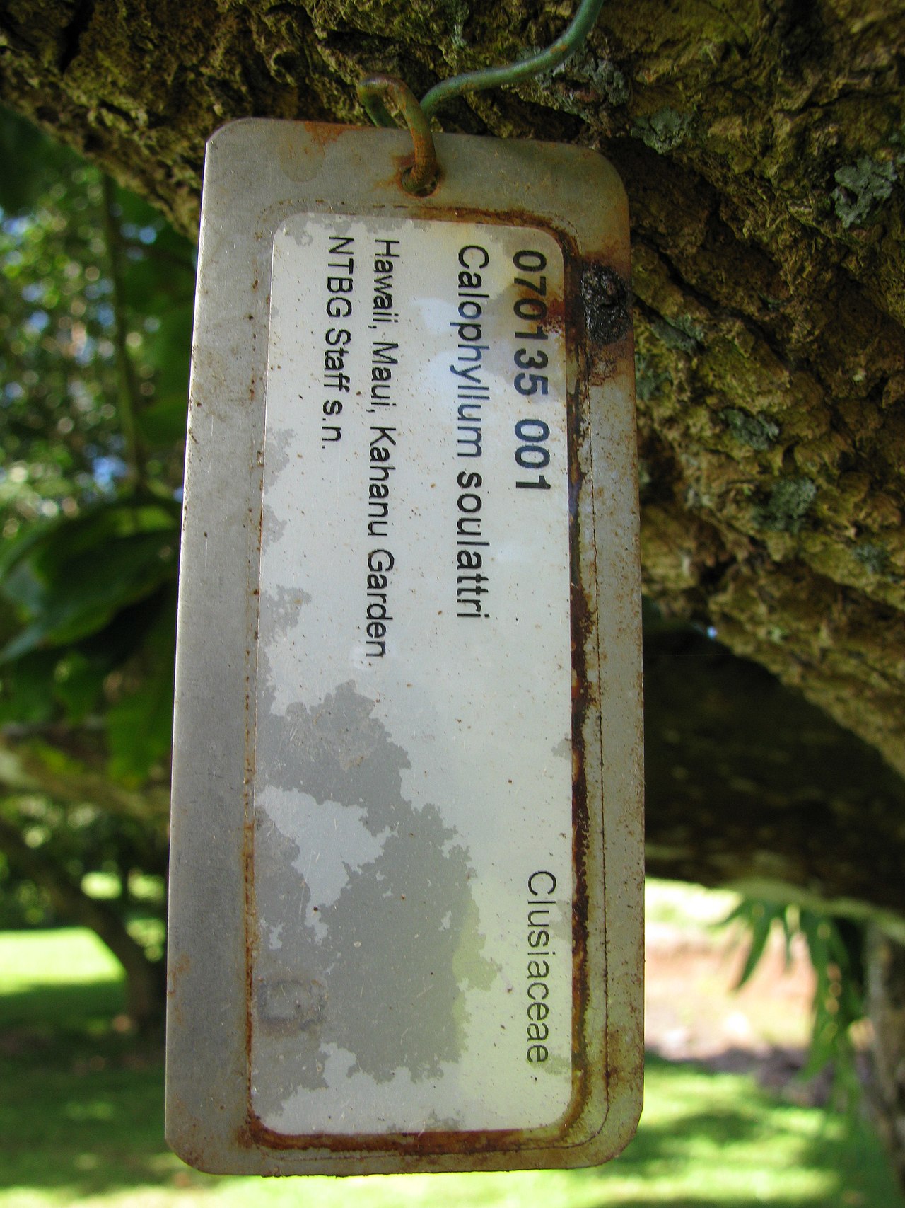 Calophyllum soulattri